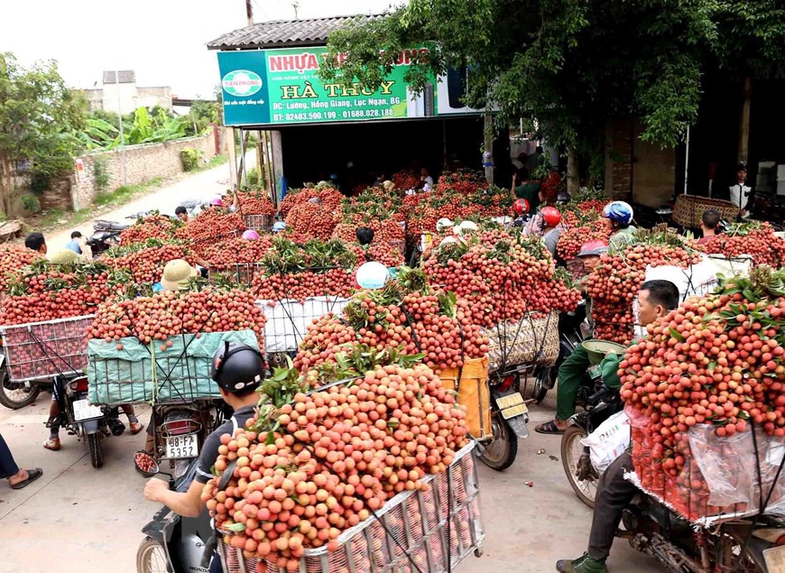 Mùa vải thiều Lục Ngạn