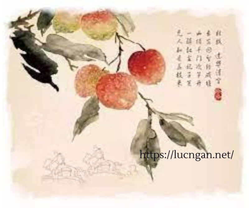 trái vải tiến vua