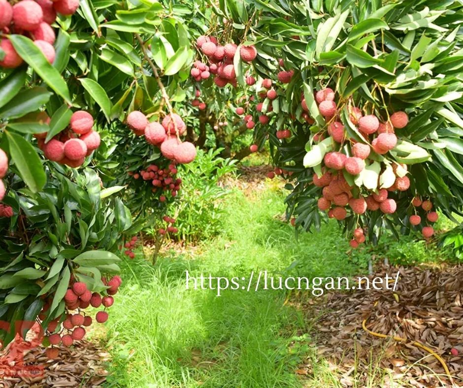 cây vải thiều Lục Ngạn
