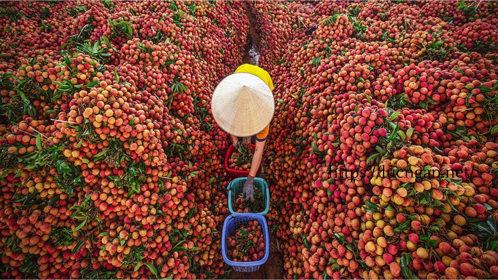 mùa vải thiều