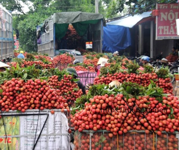 vải thiều tháng mấy