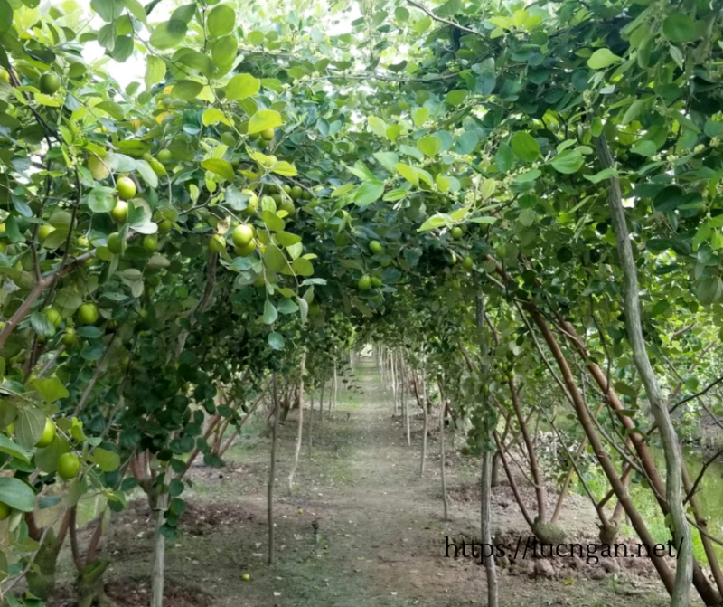 táo xuân lục ngạn