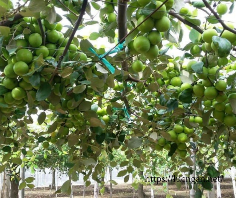 táo xuân lục ngạn