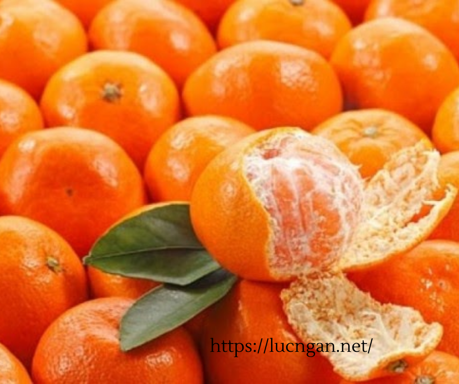 cam canh Lục Ngạn