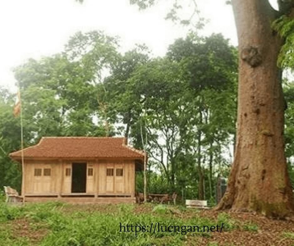 cây lim nghìn năm tuổi 