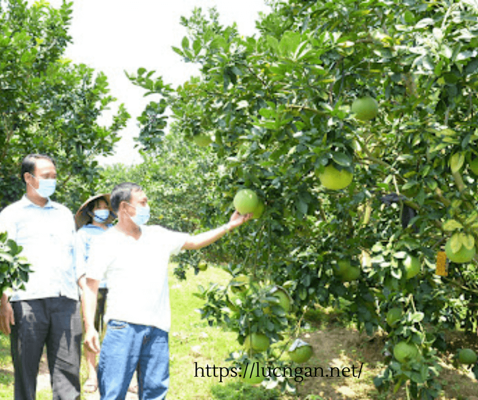 tiêu thụ cam bưởi
