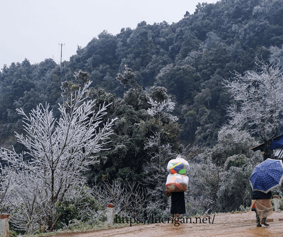 tuyết ở việt nam (4)